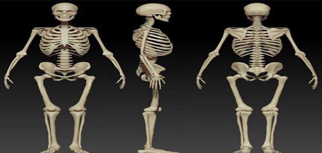 الهيكل الجسم يعطي العظمي التركيب الذي