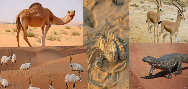 17 معلومة عن الحيوانات التي تفضل أن تعيش في الصحراء.