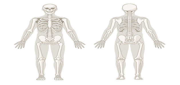 عدد العظام عند الإنسان البالغ عددها