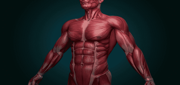 كم عدد العضلات التي يحتوي عليها جسم الانسان