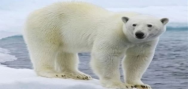 معلومات عامة عن الدب القطبي مقال