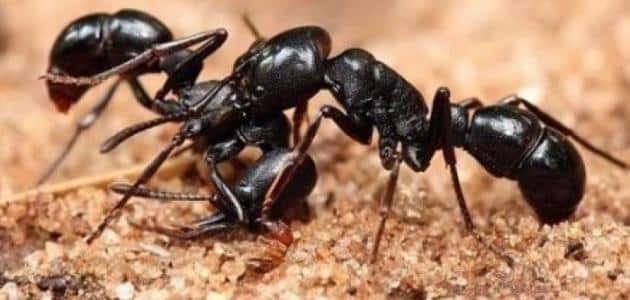 النمل من يعد كيف يتكاثر