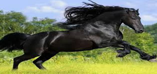 تفسير رؤية الحصان الأسود في المنام