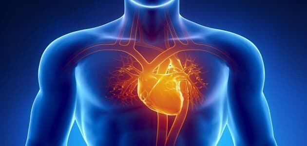 15 معلومة عن وظائف القلب في جسم الانسان