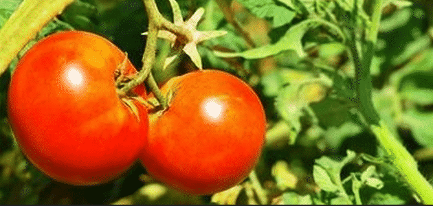 مواعيد زراعة الطماطم وانواعها المتعددة