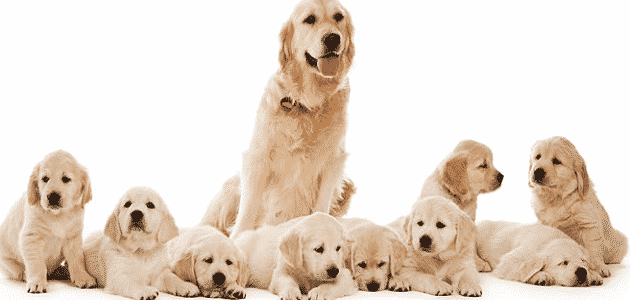 كم مدة حمل الكلاب وأعراض الولادة