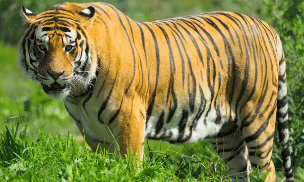 أنواع النمور في العالم