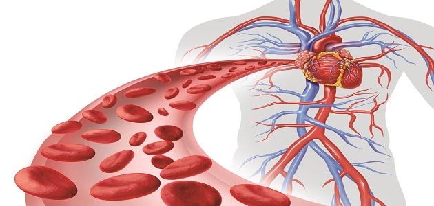 ما هي تمارين القلب والأوعية الدموية