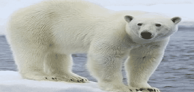 صفات عن الدب القطبي