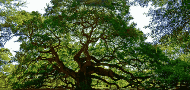 أنواع أشجار الزينة واسمائها