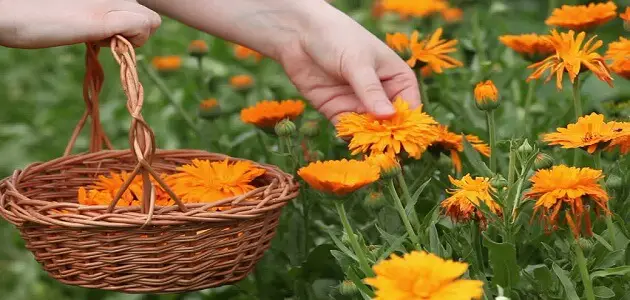 طريقة قطف الأزهار