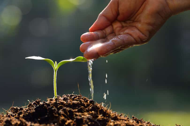 مراحل نمو النباتات