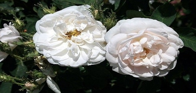 أجمل انواع الورد الأبيض