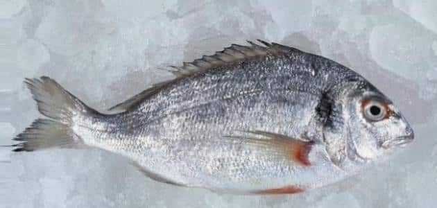 أنواع الأسماك في مصر