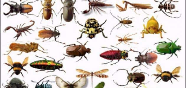 ما هي الحشرات المؤذيه والمسالمه