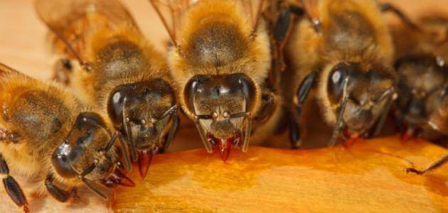 ما هي فوائد عكبر النحل للإنسان ؟