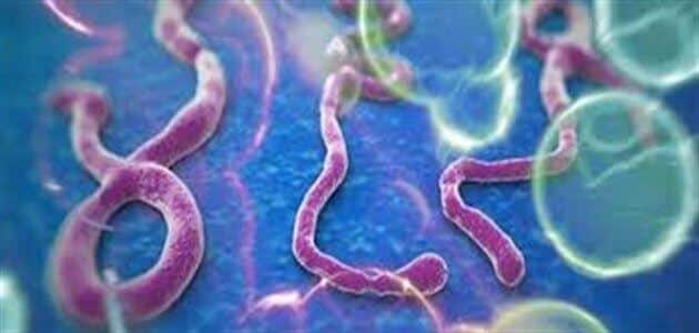 ما هو مرض الإيبولا وما أعراضه ؟