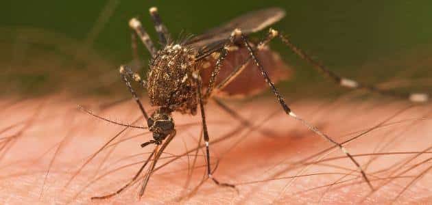 مرض الملاريا وأعراضه