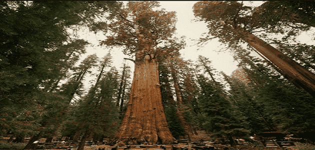 اكبر شجرة معمرة فى العالم