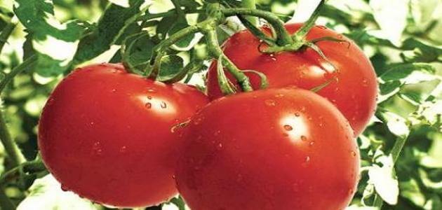 ما هي فوائد أكل الطماطم على الريق مقال
