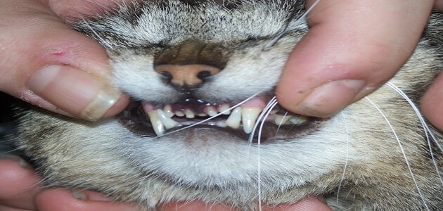 كم عدد اسنان القط