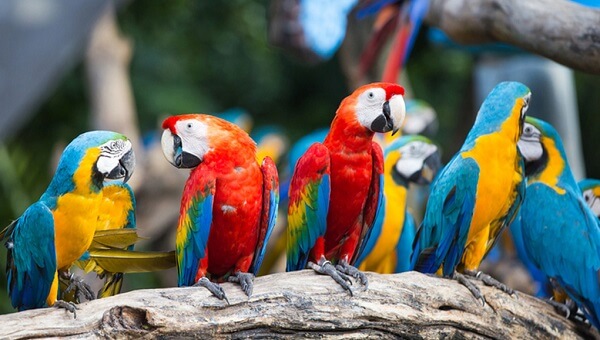 عصافير الماكو macaw