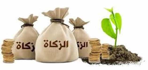 نصاب زكاة المال فى مصر دار الافتاء مقال