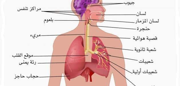 تعريف الجهاز التنفسي وامراضه