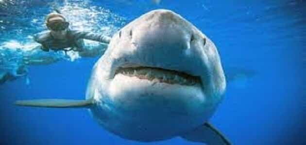 معلومات عن سمك القرش للاطفال مقال