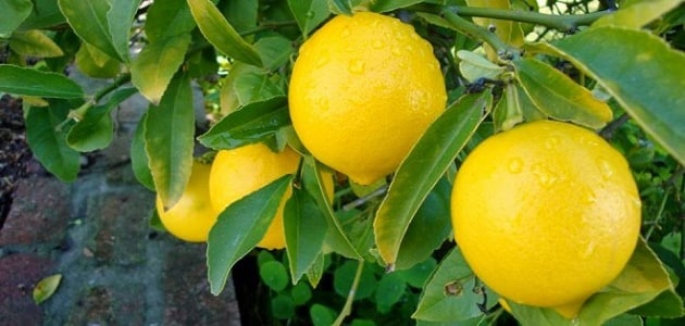 تفسير حلم شجرة الليمون للعزباء والمتزوجة 