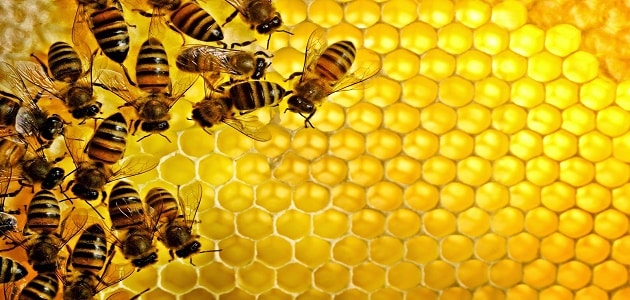 طريقة خلط غذاء ملكات النحل مع العسل