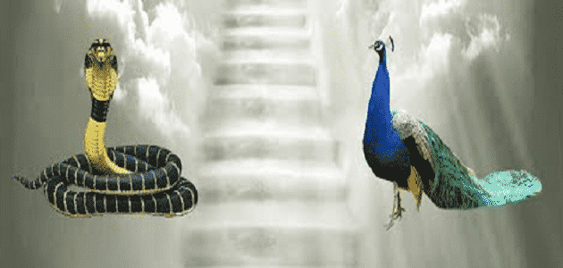 لماذا طرد الله طائر الطاووس والثعبان من الجنة ؟ | مقال