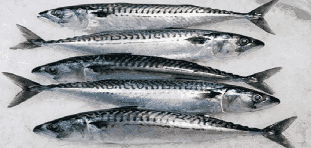 شكل سمك الماكريل الأصلي
