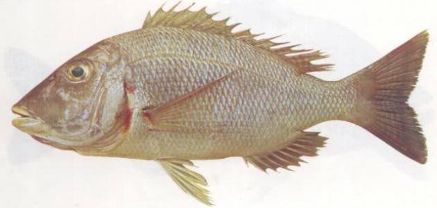 أفضل أنواع السمك في البحر الأحمر