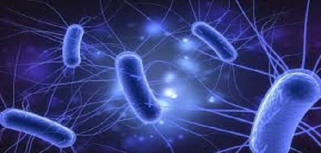 تنتج بكتيريا e.coli التي تعيش في أمعاء الإنسان