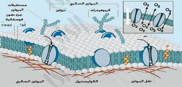 عملية الانتشار الغشاء المواد البلازمي منطقة التركيز عبر انتقال هي من الإنتشار هي