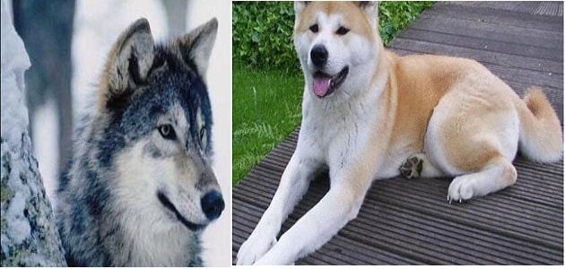 الفرق بين الذئب والكلب من حيث الشكل