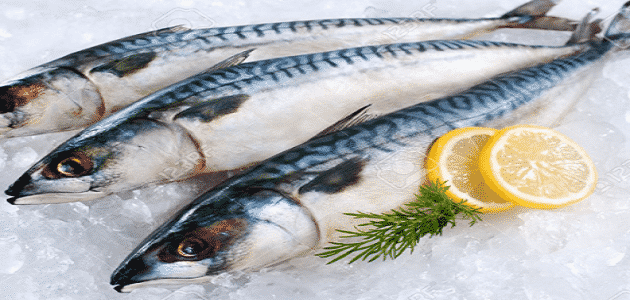 الفرق بين سمك الماكريل والتونة