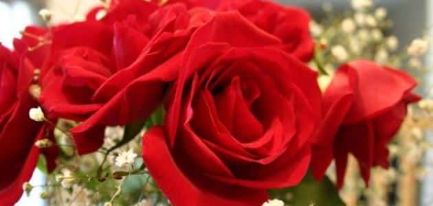 تفسير حلم الورد الأحمر للعزباء والمتزوجة والرجل