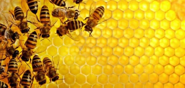 ما الوصف المناسب لوصف دور النحلة في جمع حبوب اللقاح
