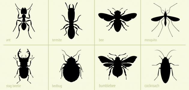التحول في الكامل مراحل الحشرات عدد التحول الكامل