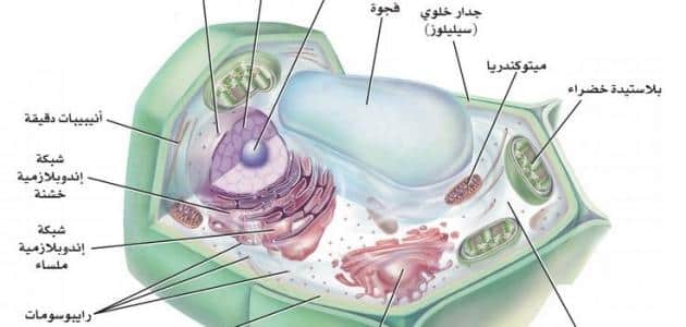 خلوي الخلية والحيوانية النباتية التي الحيوانية على تحتوي الخلية الخلية هي جدار النباتية الخلية التي