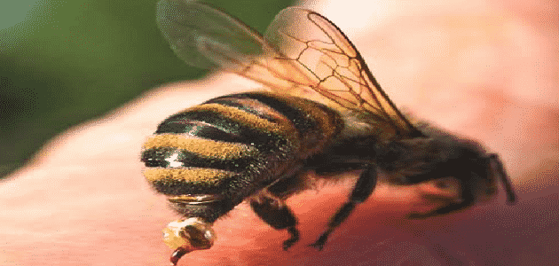 لسعات النحل في العمود الفقري فوائدها وأضرارها