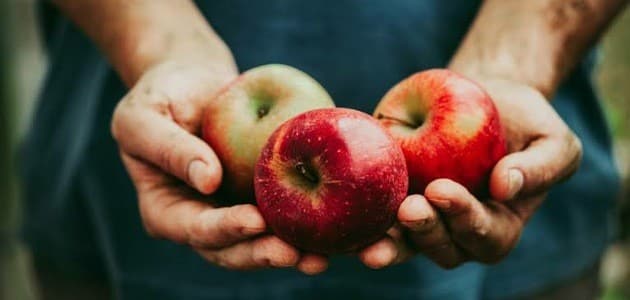تفسير حلم إعطاء التفاح في المنام للعزباء