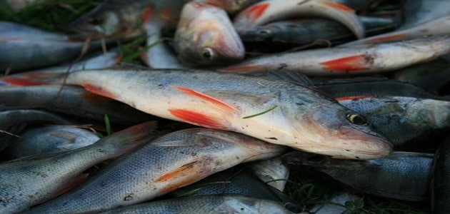 تفسير حلم تنظيف السمك للعزباء