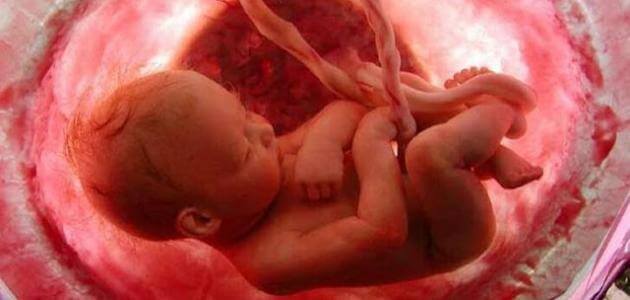 تفسير حلم رؤية أعضاء التناسلية للجنين للحامل
