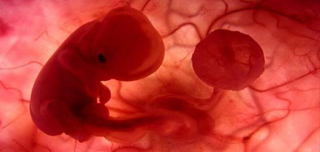 حجم الجنين في الشهر الأول
