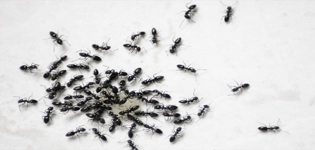 طريقة القضاء على النمل
