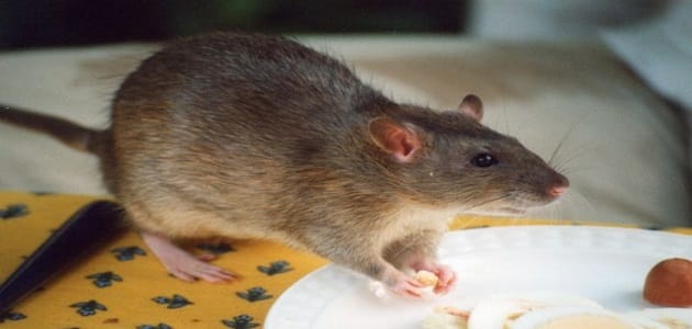 مميزات وعيوب جهاز طارد الفئران