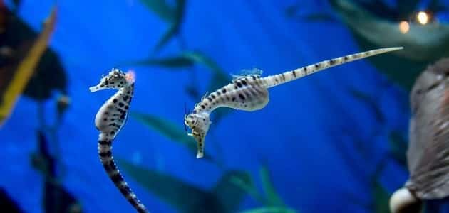 البحر الزواحف من سرطان هل معلومات عن